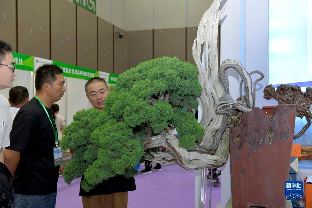 博狗比分